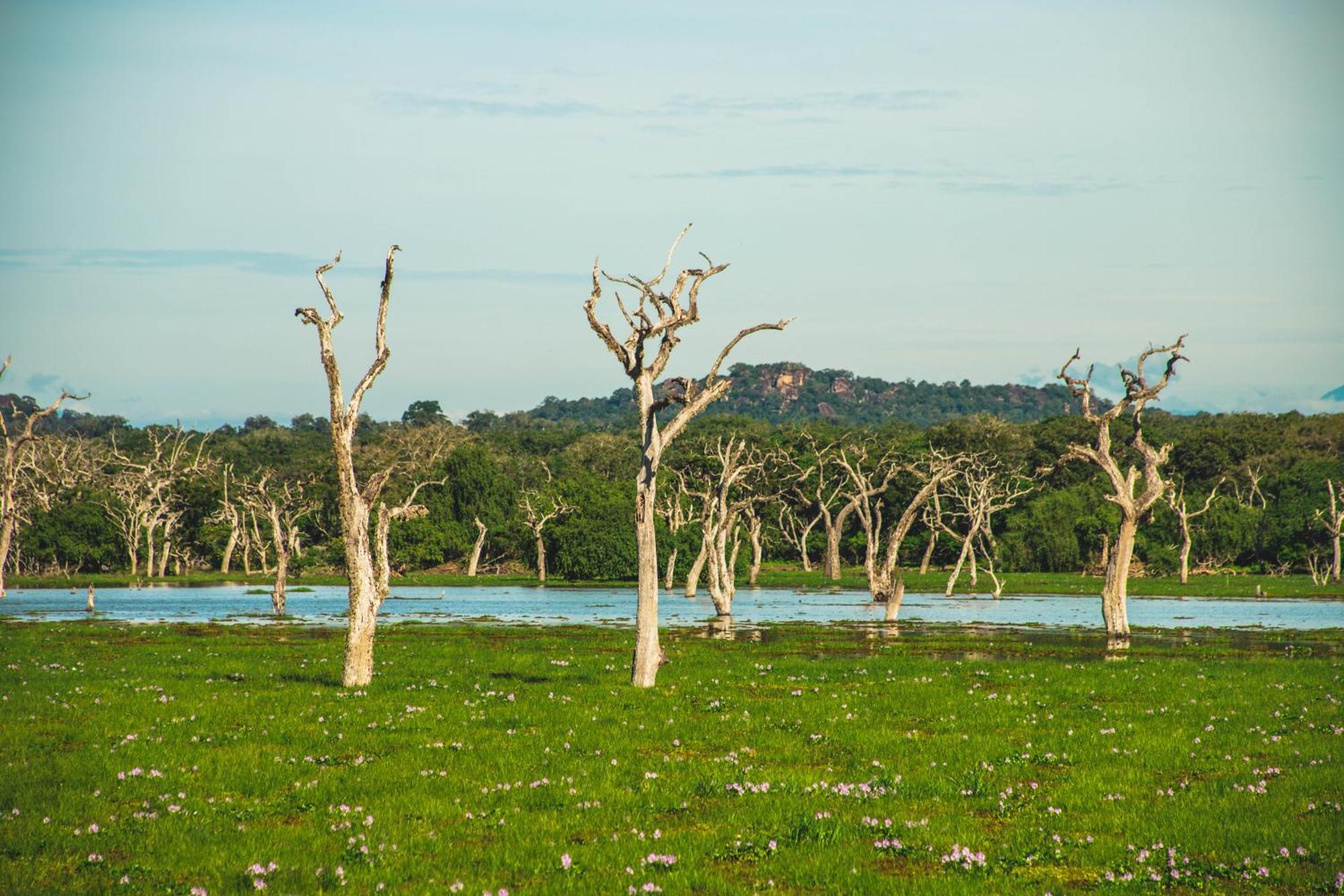 Pearl City Hotel & Yala Safari 蒂瑟默哈拉默 外观 照片